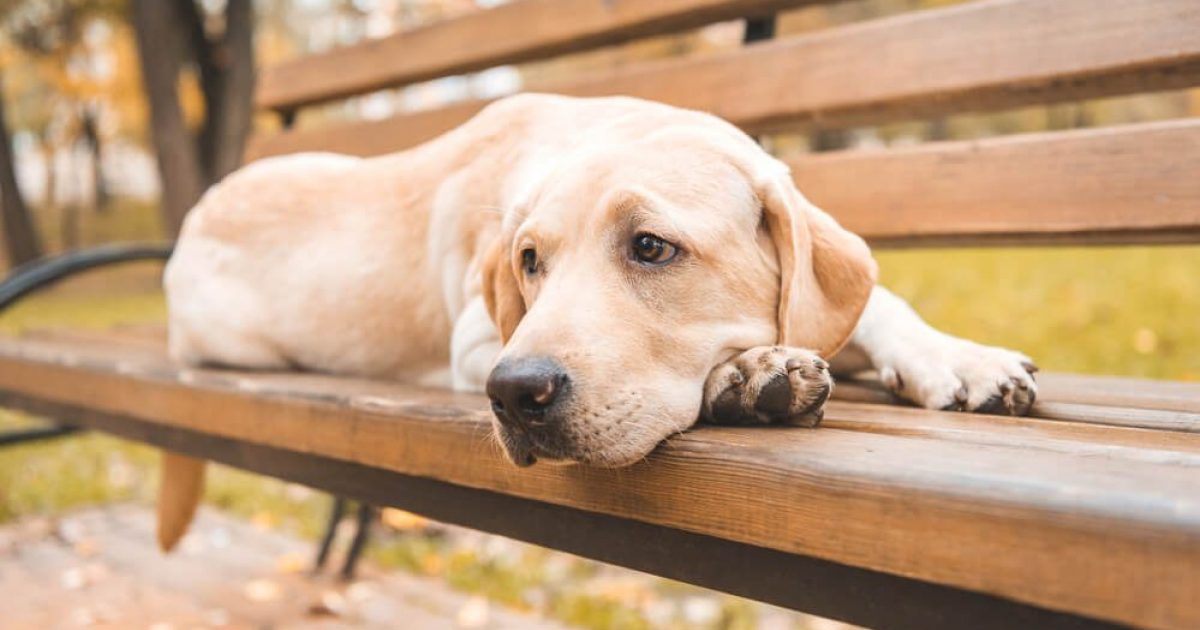 Kennel Cough and Colds What’s the Difference? Stay Loyal