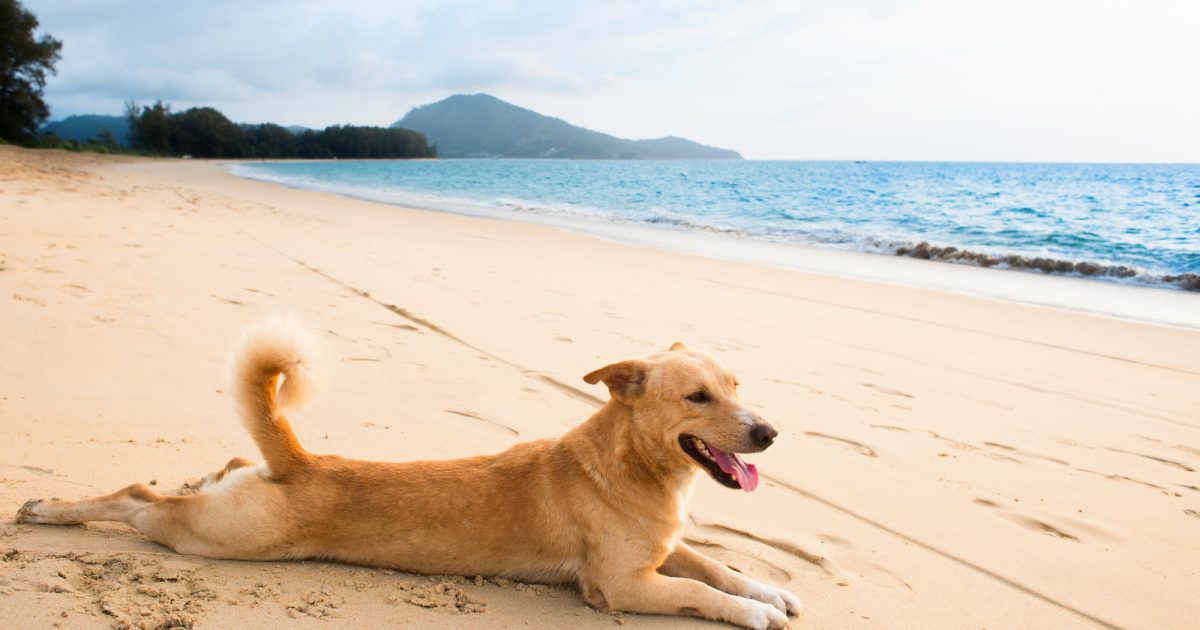 Signs of Overheating in Dogs Stay Loyal