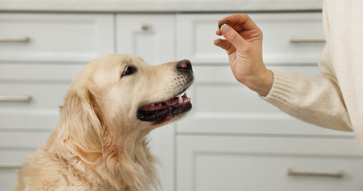 How to Give a Dog a Tablet Stay Loyal