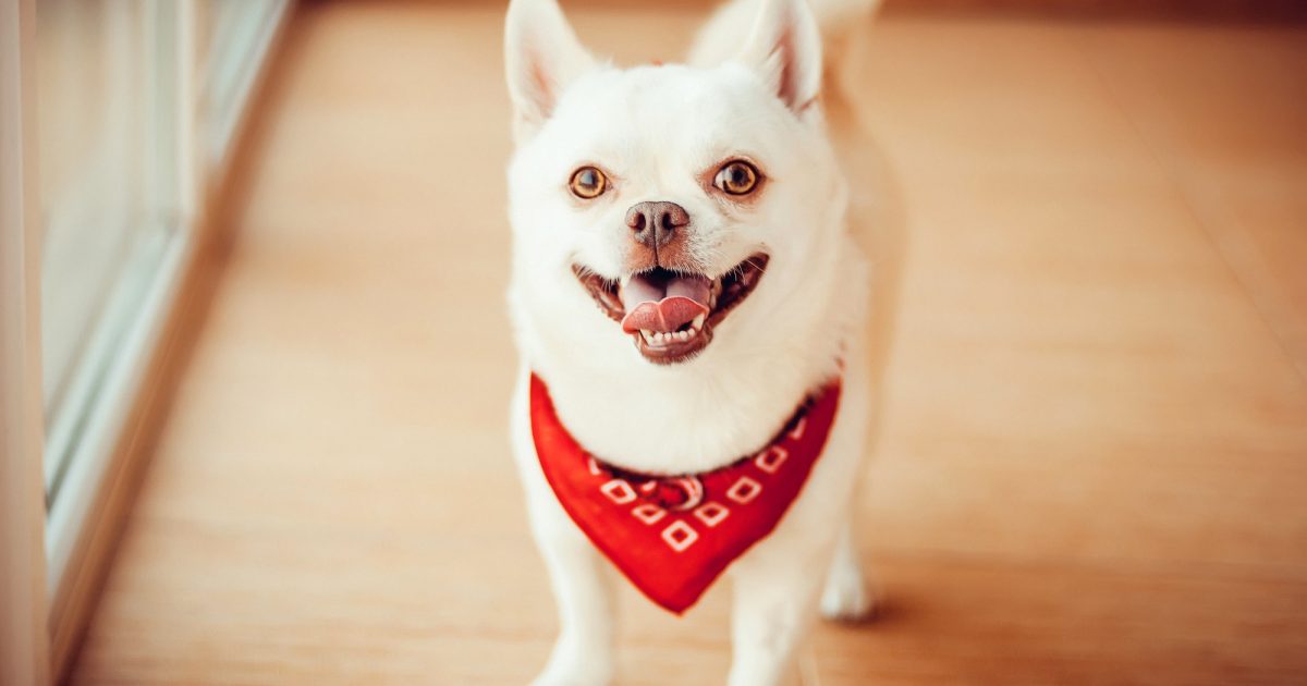 What is Fly Snapping Syndrome in Dogs? Stay Loyal