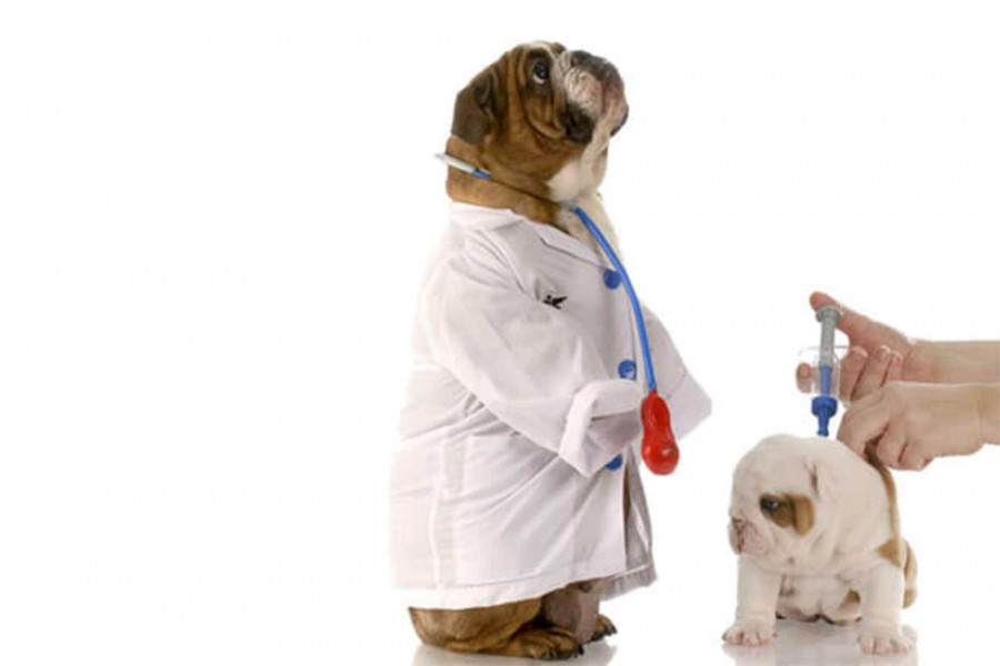 vaccinating your dog