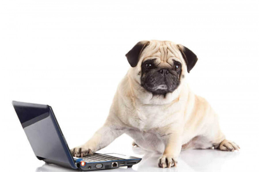 buying dog food online