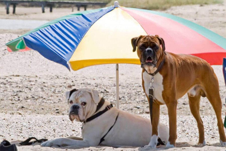 tips to make your dog happy and healthy this summer