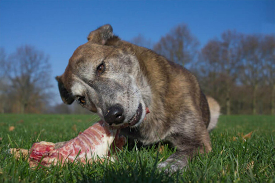 high protein dog food for puppies