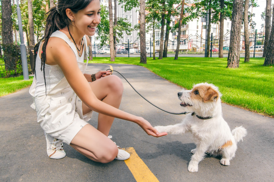 Tips To Teaching Paw Tricks