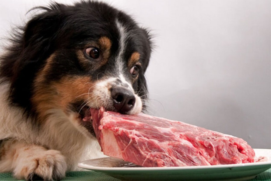 grain-based diet food for dogs