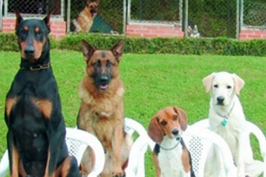 General Rules for Dog Training