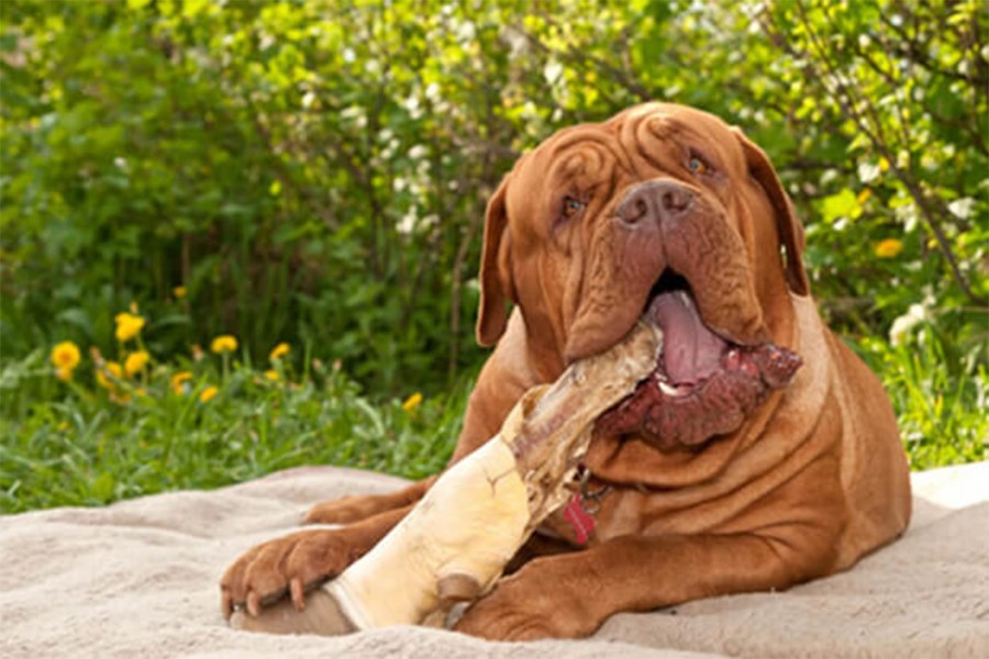 common health problems for dogs