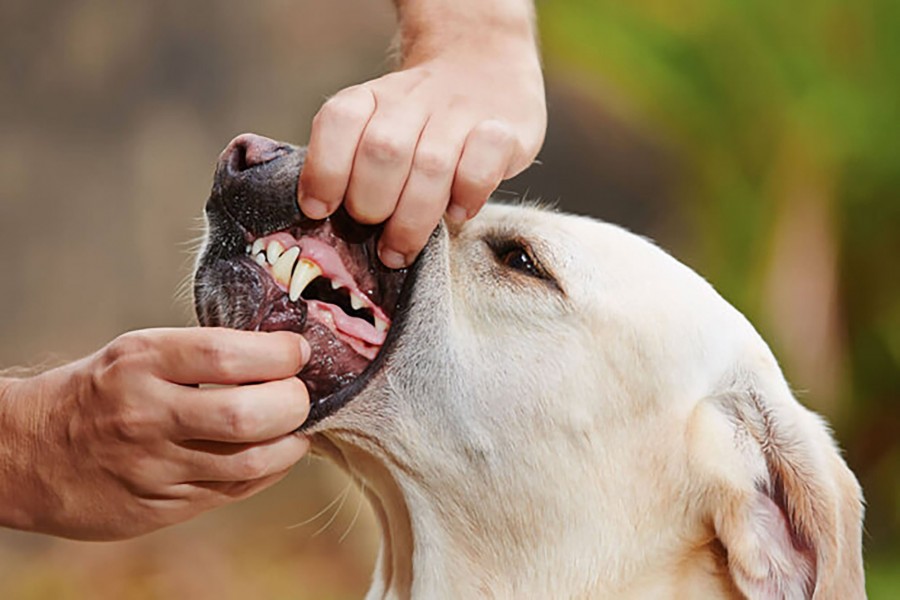 canine health check at home