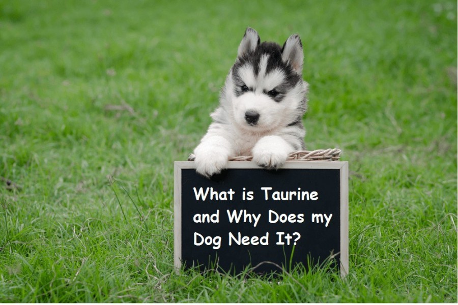 Taurine